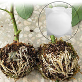 Plant Root Growing Box - 5pcs